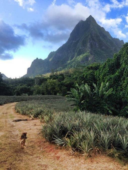 Fare Haurevaiti Moorea Paopao 외부 사진